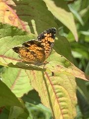 Phyciodes tharos