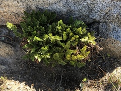 Cryptogramma acrostichoides