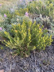 Ericameria discoidea