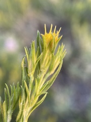 Ericameria discoidea