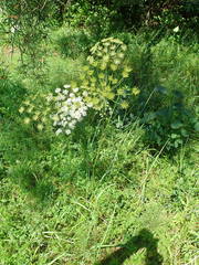 Peucedanum oreoselinum