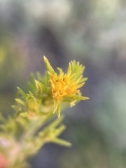 Ericameria discoidea