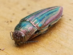 Buprestis striata