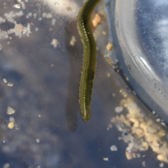 Eulalia clavigera