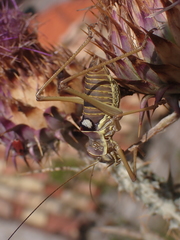 Ephippiger discoidalis