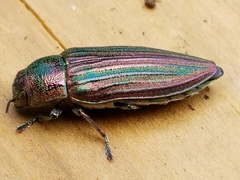 Buprestis striata