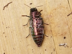 Buprestis striata