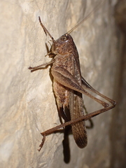 Platycleis intermedia