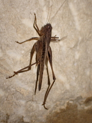 Platycleis intermedia