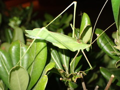 Acrometopa macropoda
