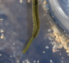 Eulalia clavigera