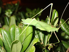 Acrometopa macropoda