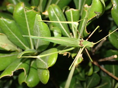 Acrometopa macropoda
