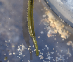 Eulalia clavigera