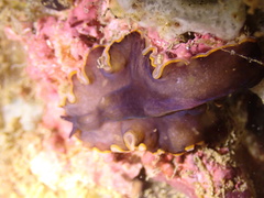 Pseudobiceros hancockanus