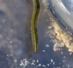 Eulalia clavigera
