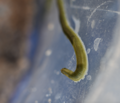 Eulalia clavigera