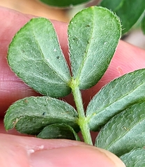 Kallstroemia maxima