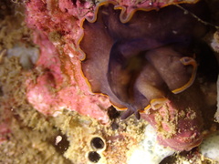 Pseudobiceros hancockanus