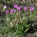 Primula pauciflora pulchellum - Photo (c) Gordon Neish, algunos derechos reservados (CC BY-NC), subido por Gordon Neish