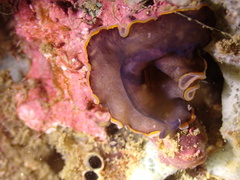 Pseudobiceros hancockanus