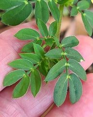 Kallstroemia maxima