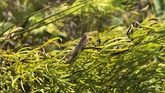 Euchorthippus pulvinatus