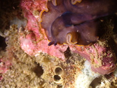 Pseudobiceros hancockanus