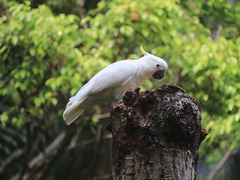 Cacatua sulphurea