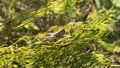 Euchorthippus pulvinatus