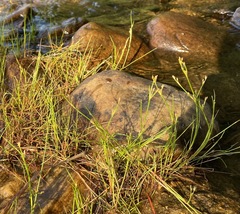 Juncus brachycephalus