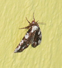 Stibaera
