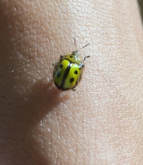 Coptocycla adamantina