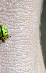 Coptocycla adamantina