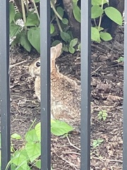 Sylvilagus floridanus