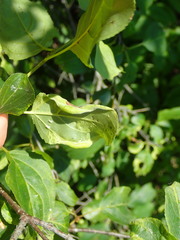 Trichochermes walkeri