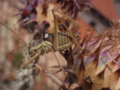 Ephippiger discoidalis