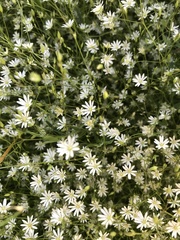 Stellaria palustris