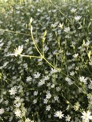 Stellaria palustris