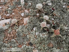 Crassula congesta