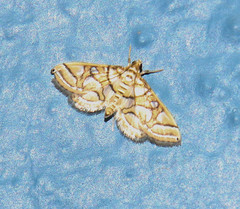 Pseudopyrausta santatalis