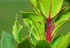 Sphodromantis viridis