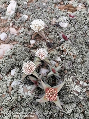 Crassula congesta