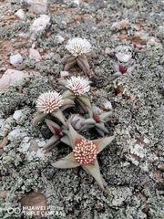 Crassula congesta