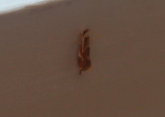 Philonome clemensella