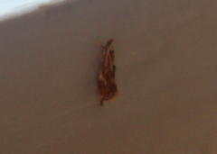 Philonome clemensella