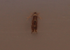 Philonome clemensella