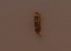 Philonome clemensella