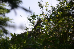 Urocitellus columbianus