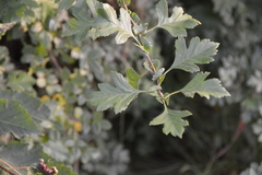 Crataegus monogyna